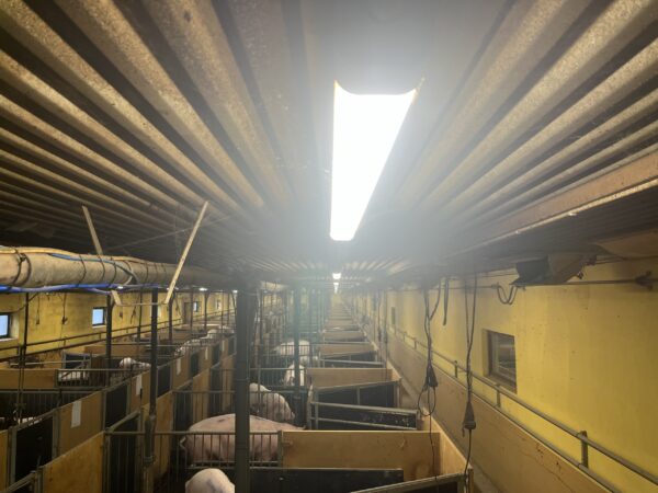 FarmPigs stallbelysning - Bild 3